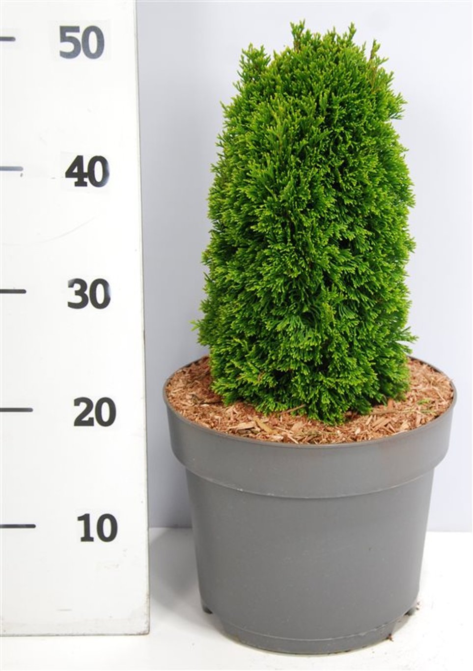 Thuja – Thuja occidentalis 'Maks' - C7.5 30-35 cm.